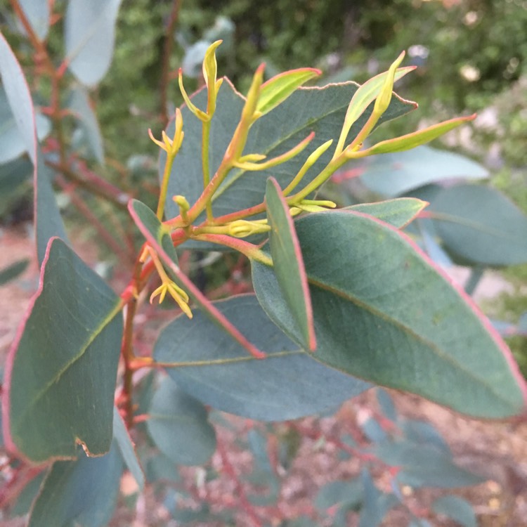 plant image 692260