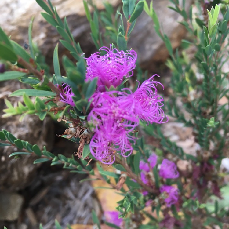 Plant image Melaleuca thymifolia
