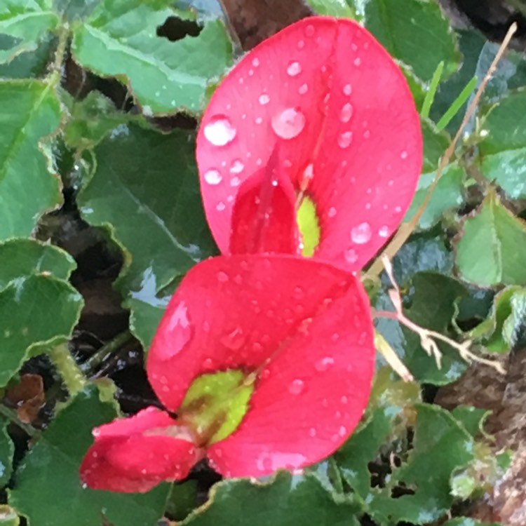plant image 814720