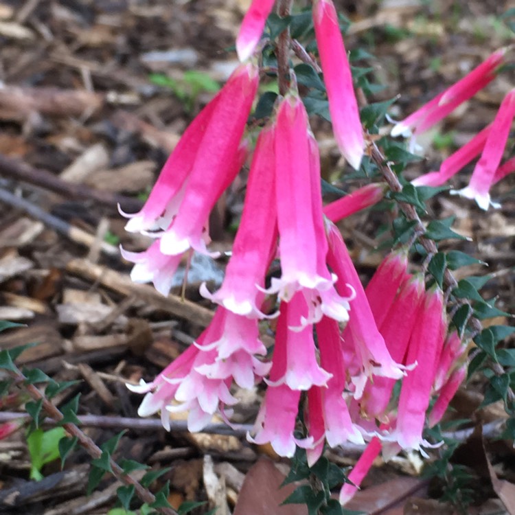plant image 816316
