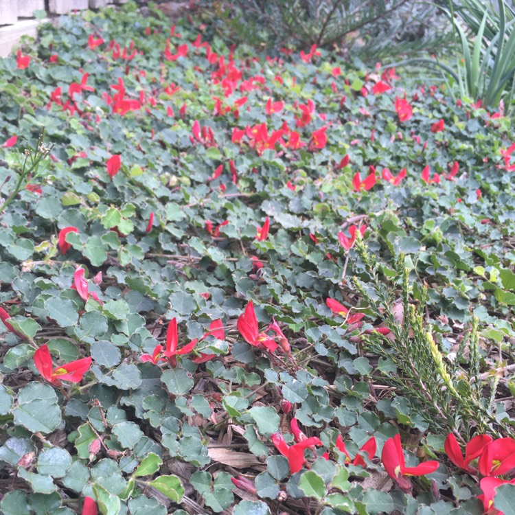 plant image 842500
