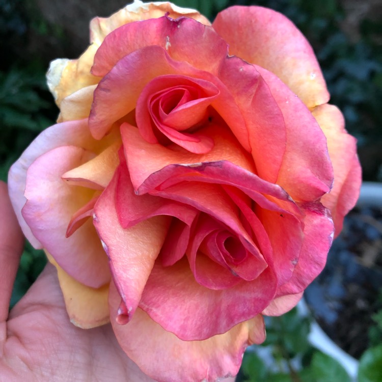 Plant image Rosa 'Infinity'