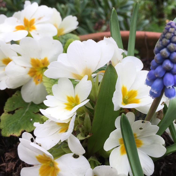 plant image 327800