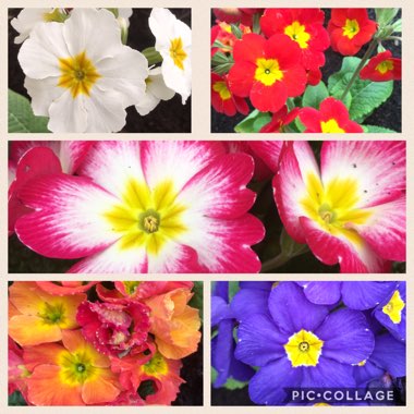 Primula