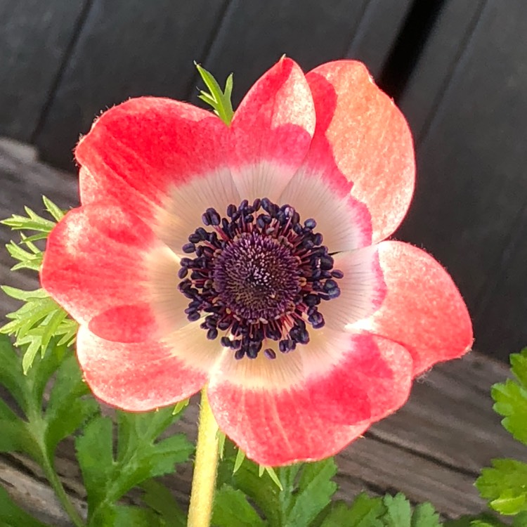 plant image 947089