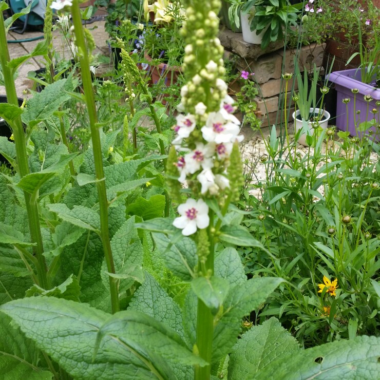 Mullein 'Southern Charm'