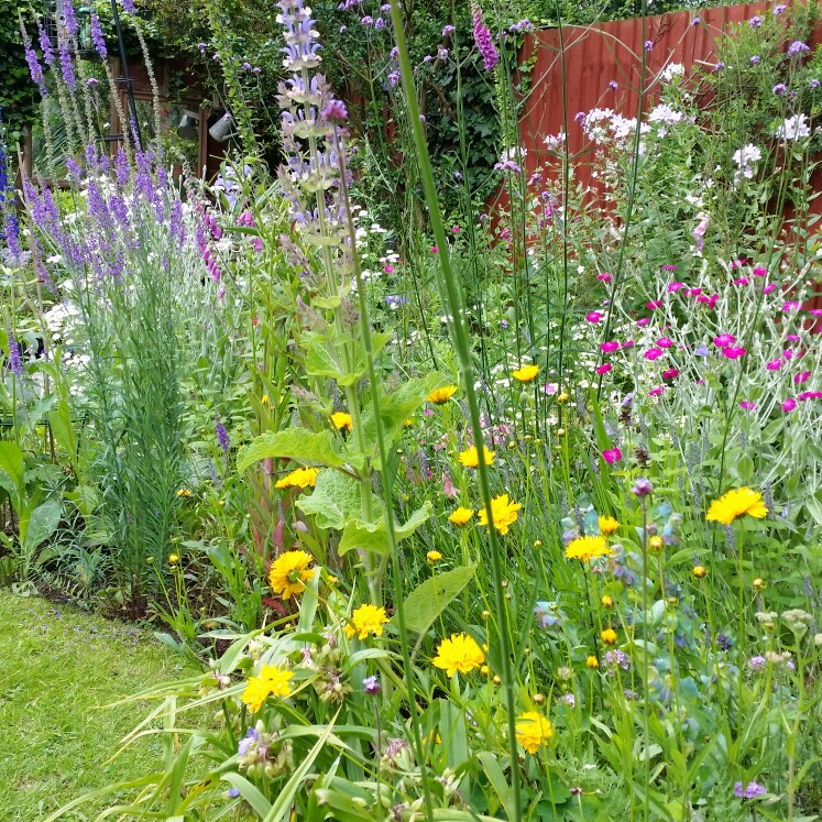 Victoria's garden