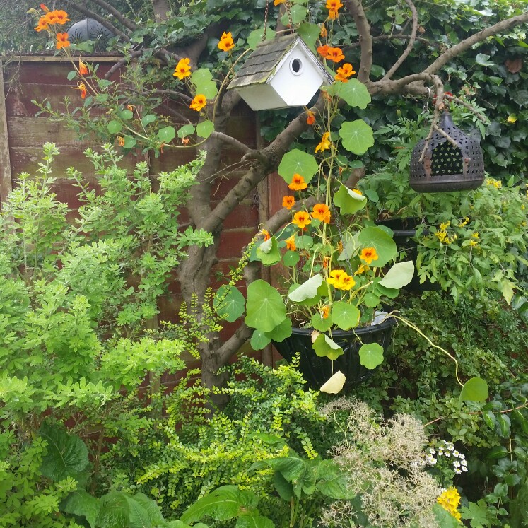 Nasturtium 'Whirlybird Orange'