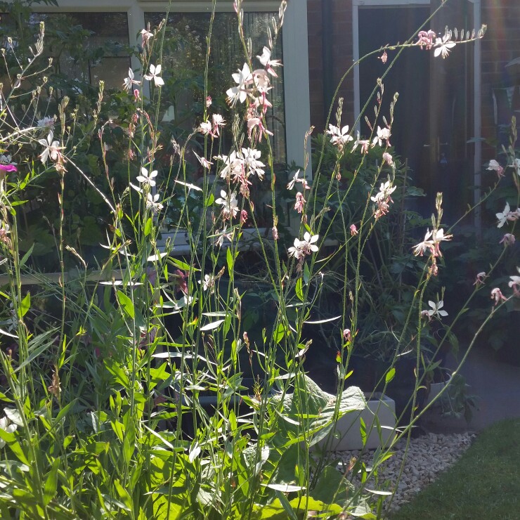 plant image 178326 plant image 178326