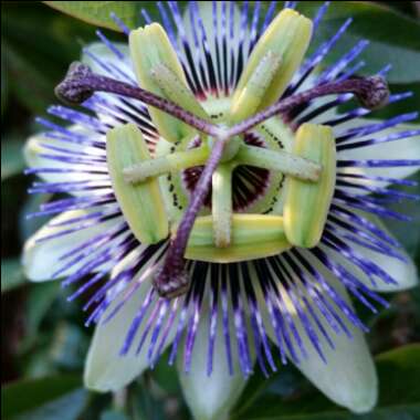 Passion Flower