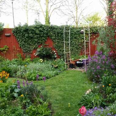 Victoria's garden