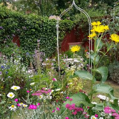 Victoria's garden