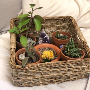 Kalanchoe laetivirens