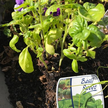 Basil