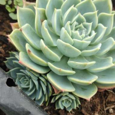 Echeveria Secunda