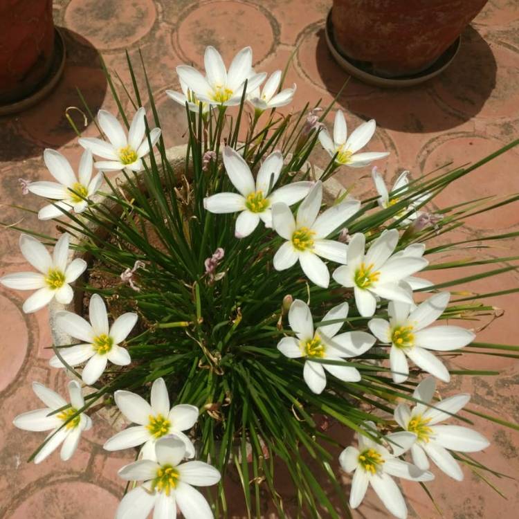 plant image 1099797
