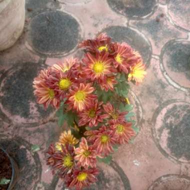 Chrysanthemum