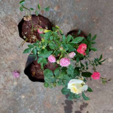 Vikrant's garden