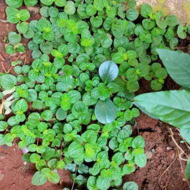 Vikrant's garden