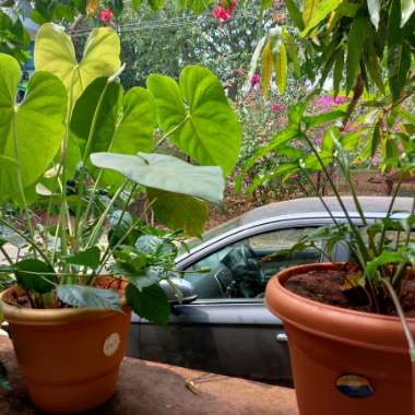 Vikrant's garden