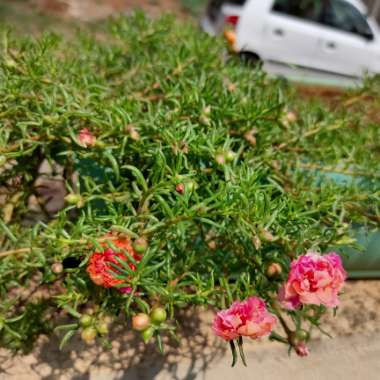 Vikrant's garden