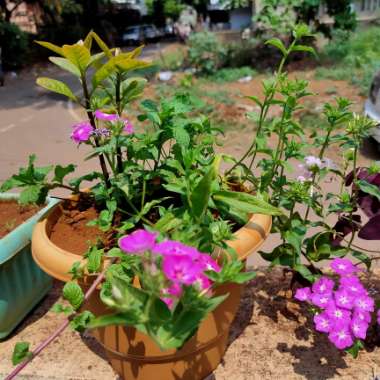 Vikrant's garden