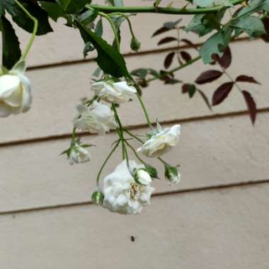 Vikrant's garden