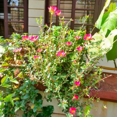 Moss Rose 'Mojave Pink'