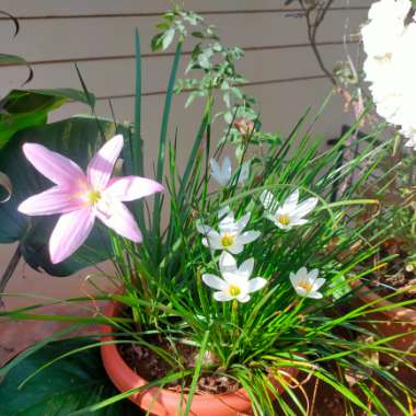 Rain Lily