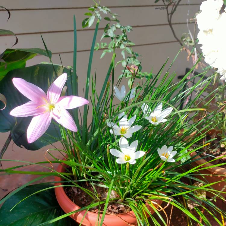 plant image 1479064