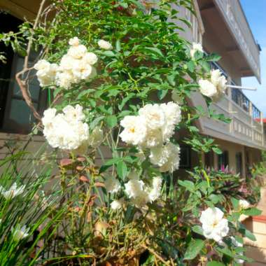 Vikrant's garden