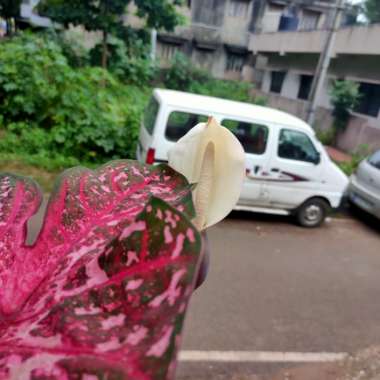 Vikrant's garden