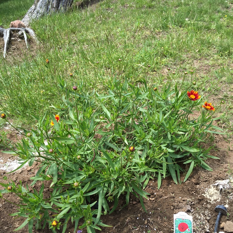 plant image 103115