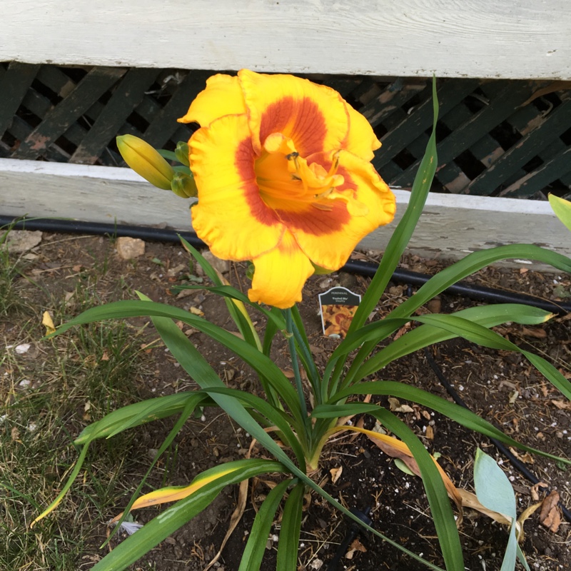 plant image 168588