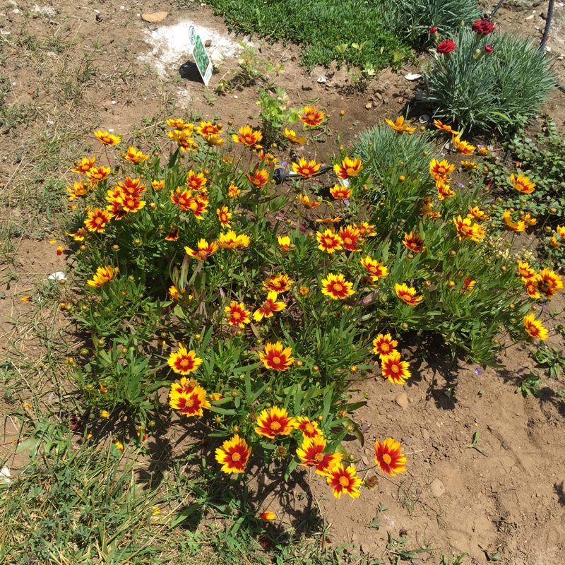 plant image 168591