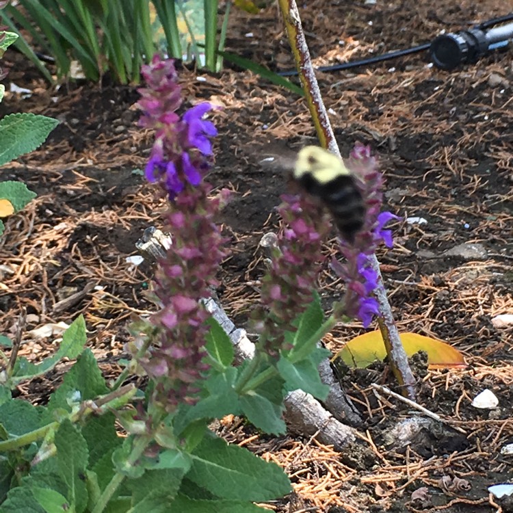 Plant image Salvia nemorosa 'New Dimension Rose'