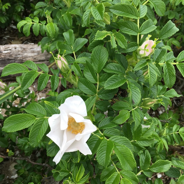 Plant image Rosa rugosa 'Alba'