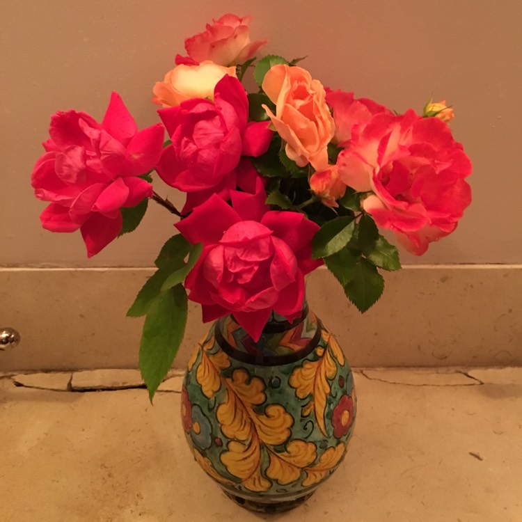 plant image 429817