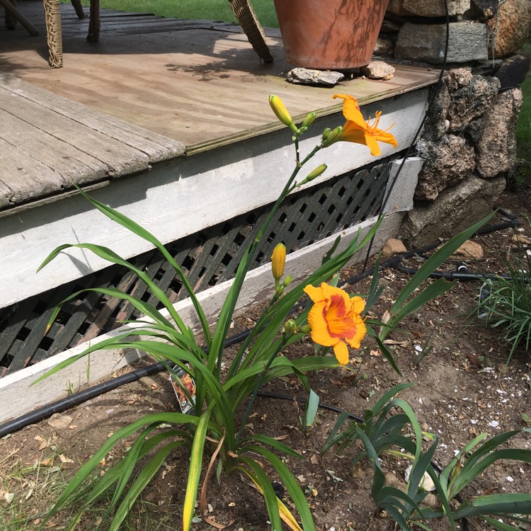 plant image 498811