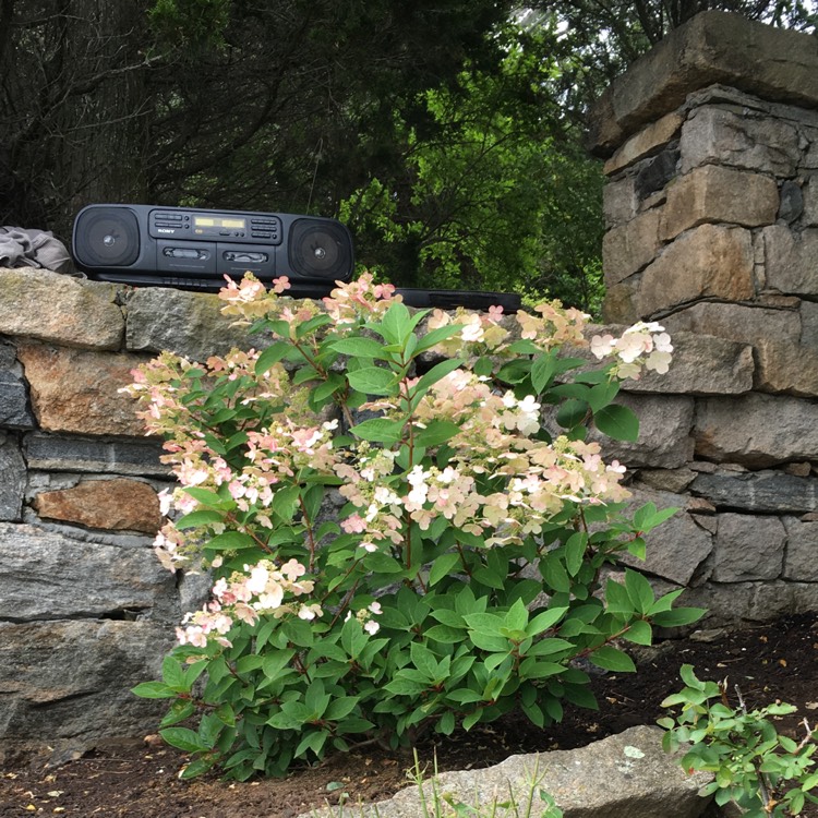 plant image 499532