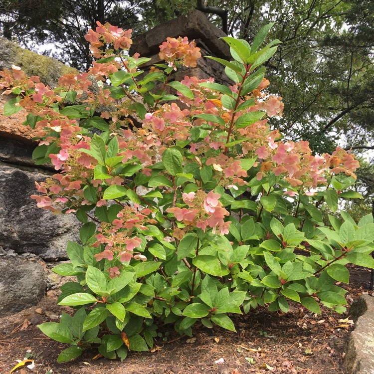 Plant image Hydrangea paniculata 'Quick Fire'