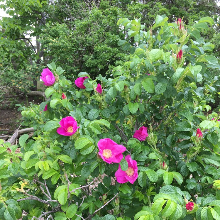 Plant image Rosa rugosa 'Pink'