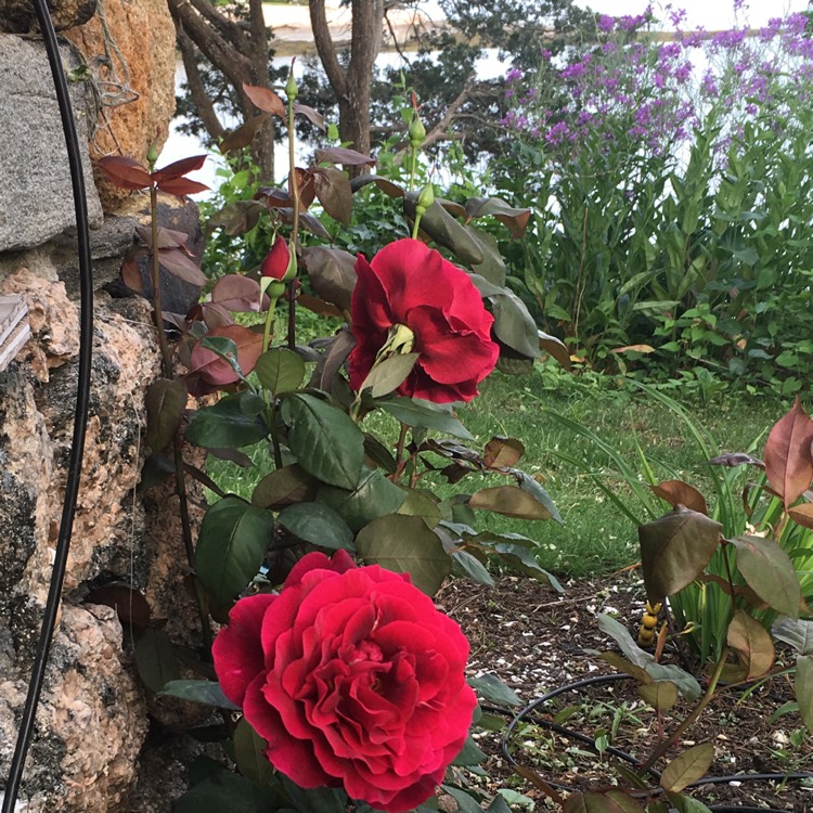 plant image 748419