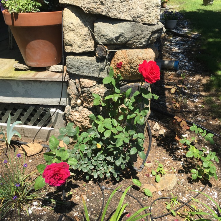 plant image 768761