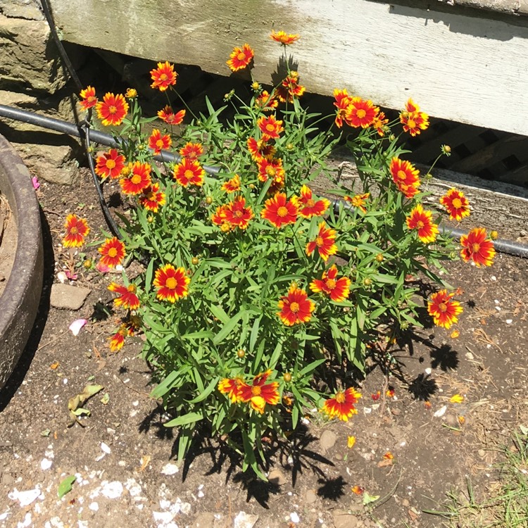 plant image 768764
