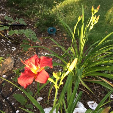 Daylily 'Pardon Me'
