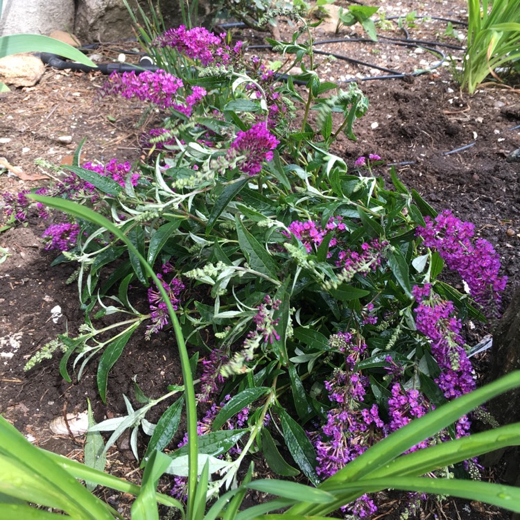 plant image 793170