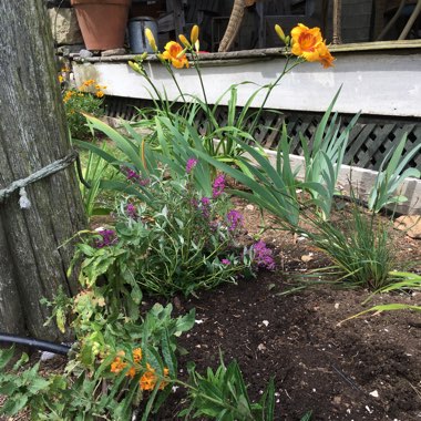 John's garden