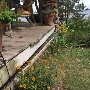 John's garden