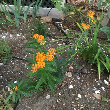 Orange Milkweed